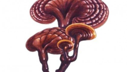 野生菌如何购买：专业野生菌购买指南