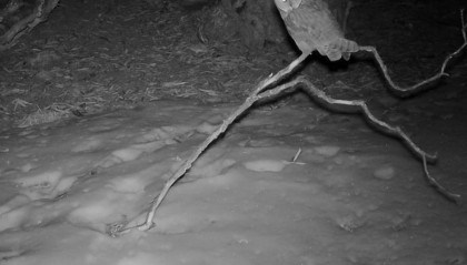 首次记录！长耳鸮现身四姑娘山国家级自然保护区