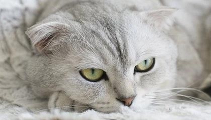 股市必读：聚光科技股东因未及时披露公司重大事件等违规行为被深圳证券交易所采取监管措施