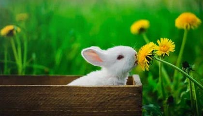 公告精选:中芯国际A股股票9月9日起复牌;华友钴业拟转让BCM公司25%股权