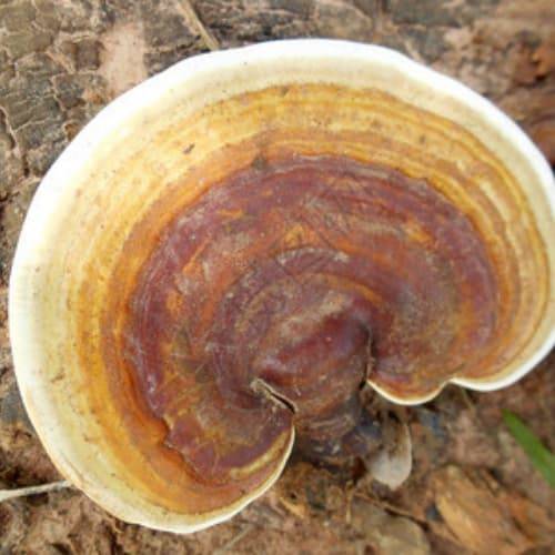 灵芝如何购买:最新灵芝购买指南