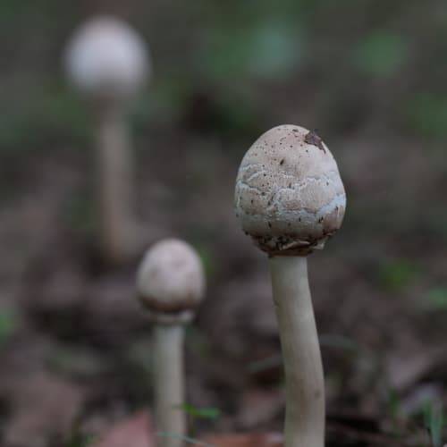 红菇如何购买:专业红菇购买指南