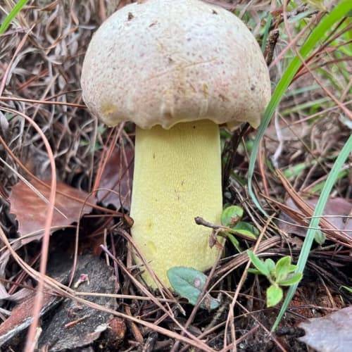 2025年人参如何购买:2025人参最新购买指南