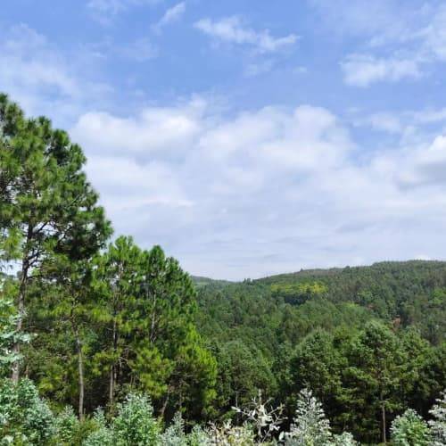 羊肚菌如何购买:最新菌菇购买指南