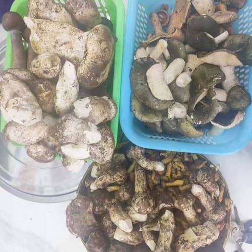 2025年海参如何购买:2025海参最新购买指南